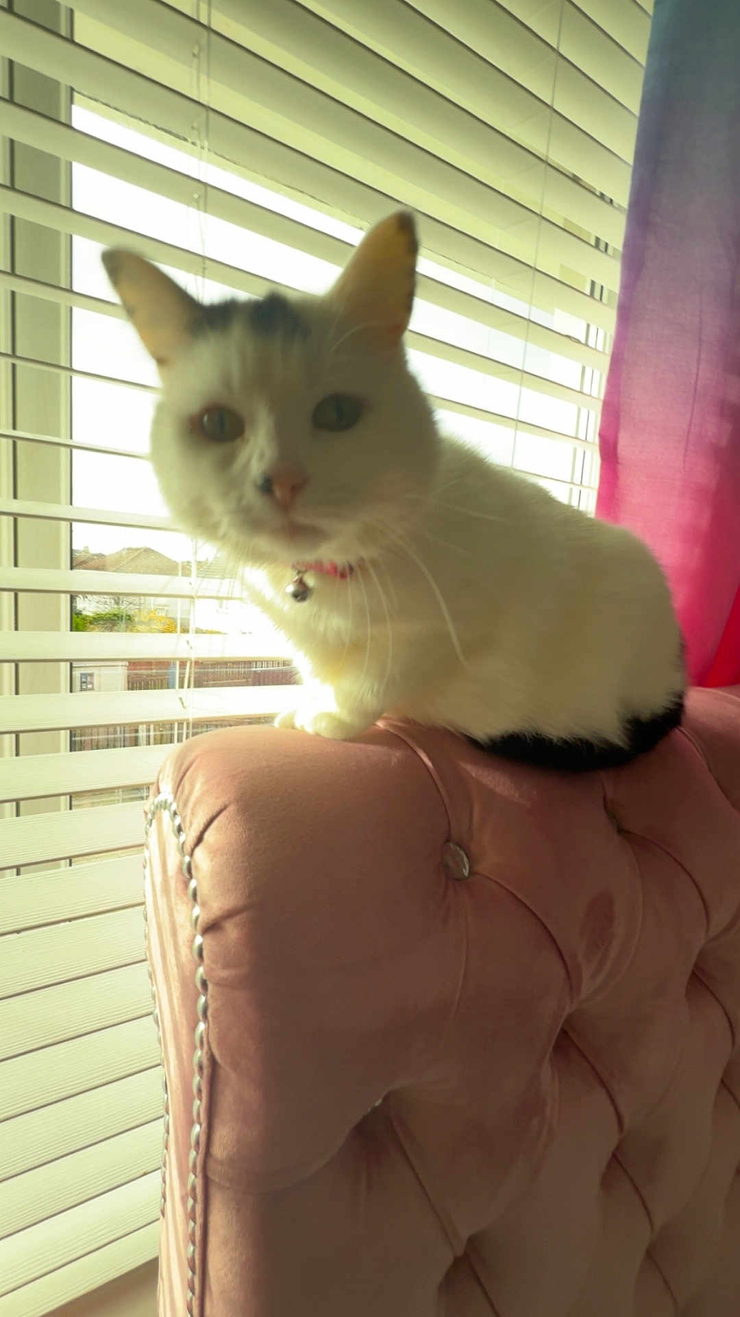 Lola