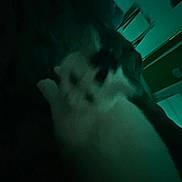 Lola joined the competition — help win amazing prizes! dog, hand, dark, blurry, indoor, petting, shadow, low_light, animal, furry, closeup, quiet, mysterious, resting, home, calm, fingers, touch, soft, canine