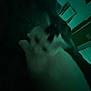 dog, hand, dark, blurry, indoor, petting, shadow, low_light, animal, furry, closeup, quiet, mysterious, resting, home, calm, fingers, touch, soft, canine