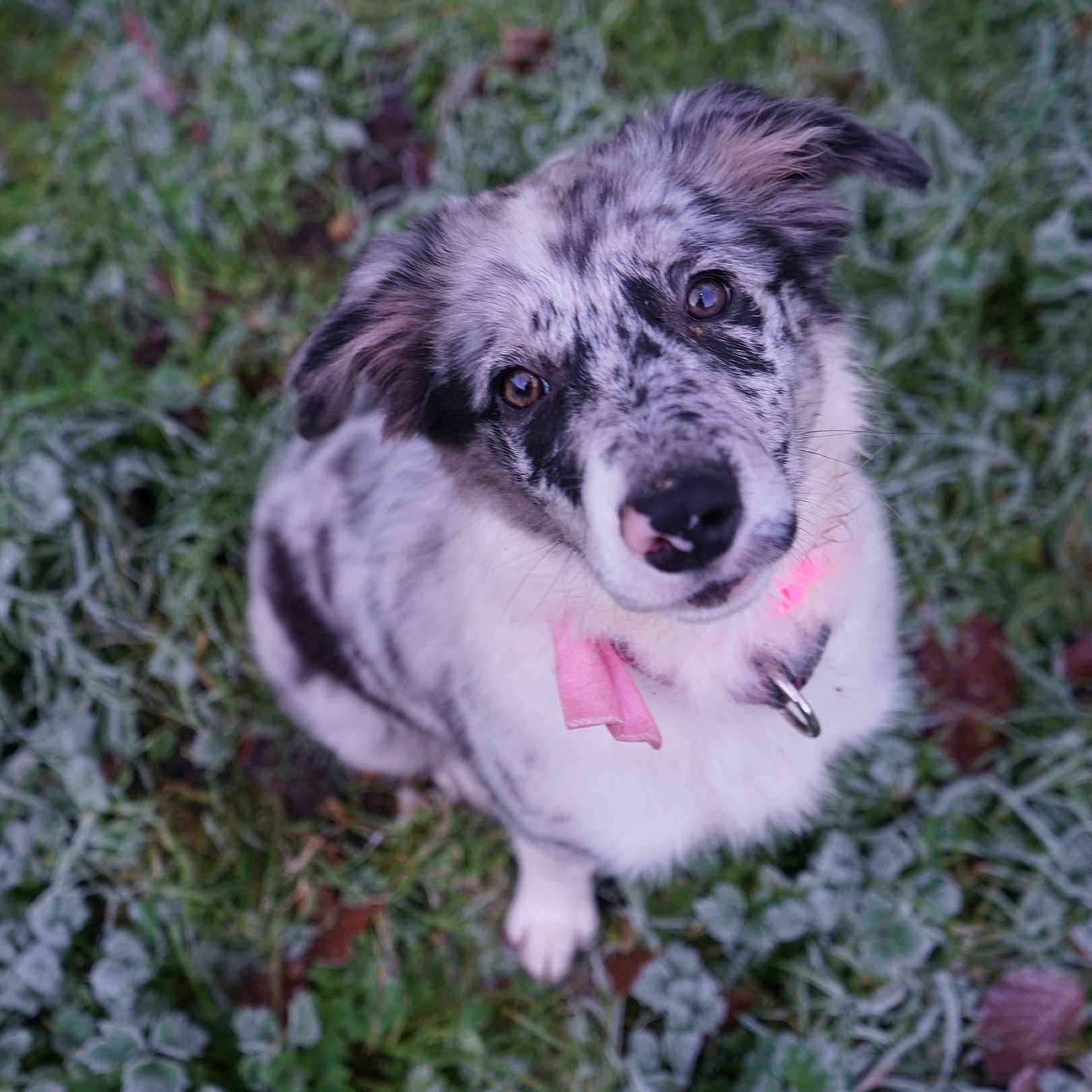 Blue participe au concours pour gagner de l'argent avec cette photo : accessories, animal, bodypart, canine, cockerspaniel, collie, dog, eskimodog, grass, husky, mouth, nature, outdoors, person, pet, plant, puppy, snow, terrier, tongue