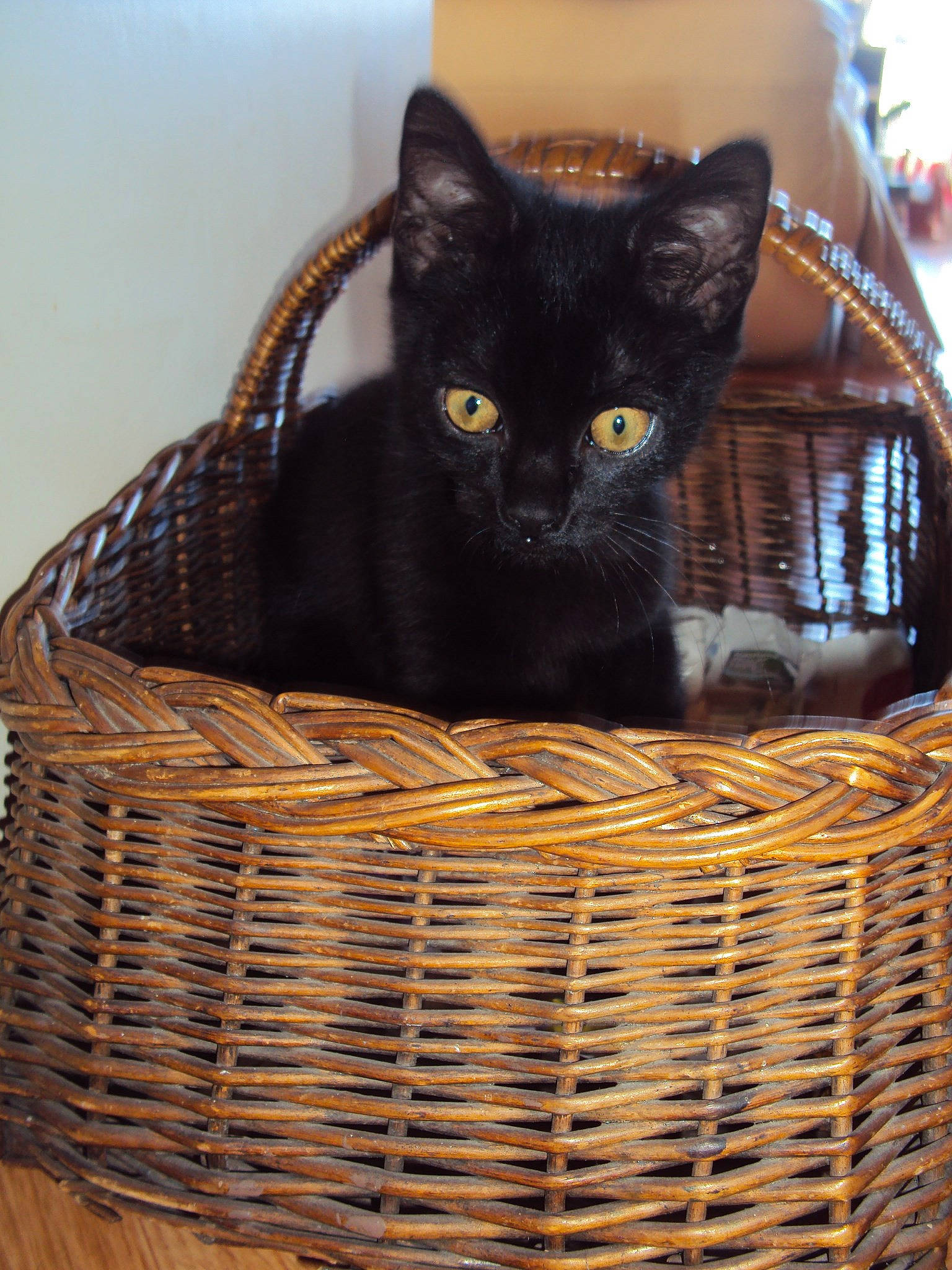 Guizmo a rejoint le concours — aidez-le/la à gagner de superbes lots ! bag, basket, black_cat, bombay, carnivore, cat, cat_supply, comfort, domestic_short_haired_cat, felidae, fur, home_accessories, laundry_basket, mesh, natural_material, small_to_medium_sized_cats, storage_basket, whiskers, wicker, wood