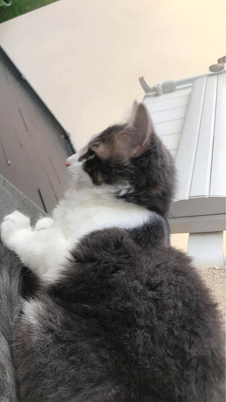 Rubee participe au concours pour gagner de l'argent avec cette photo : carnivore, cat, claw, comfort, domestic_short_haired_cat, felidae, fur, grey, monochrome, monochrome_photography, nap, paw, sitting, small_to_medium_sized_cats, snout, tail, whiskers, wood