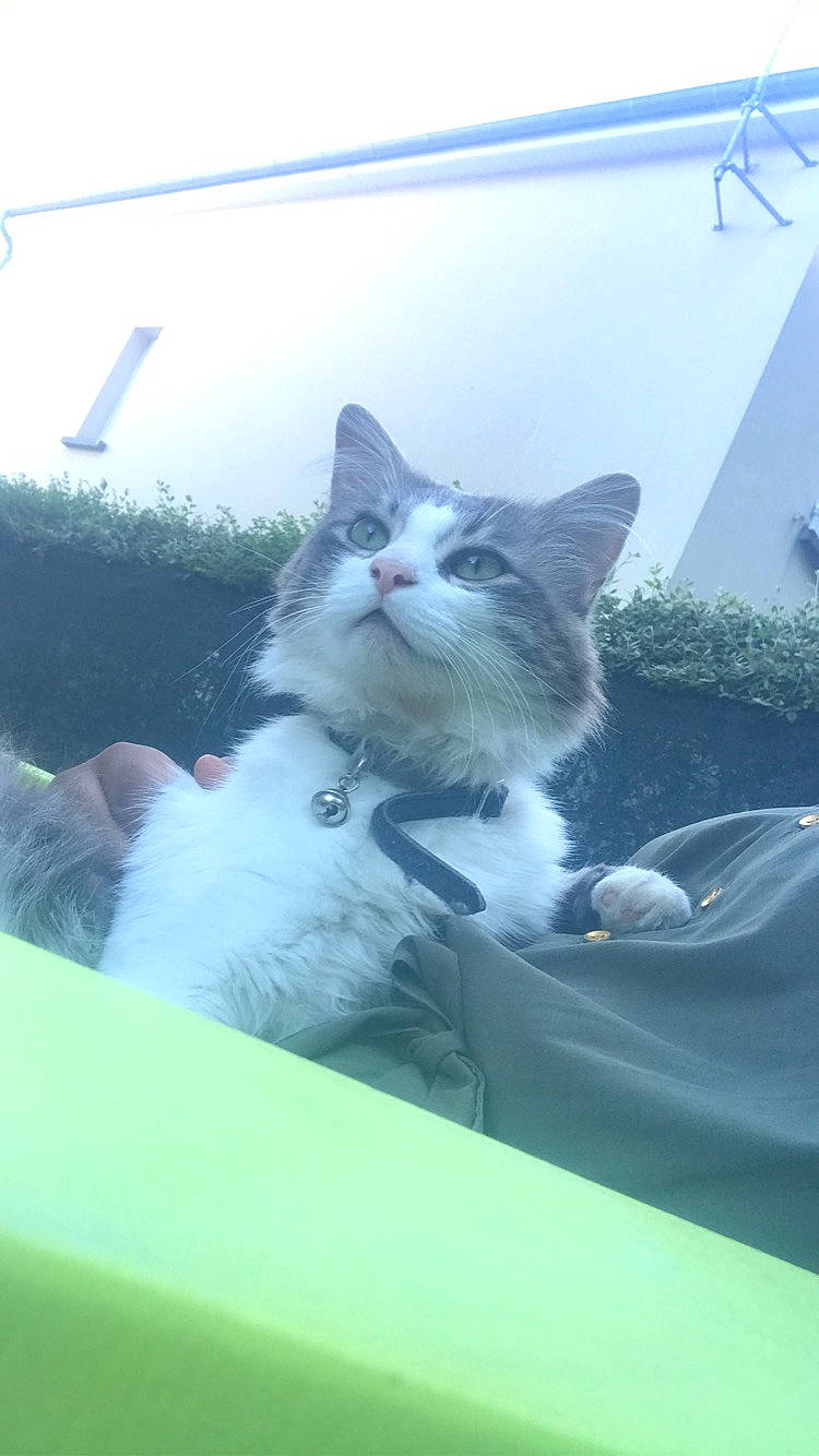 Rubee participe au concours pour gagner de l'argent avec cette photo : automotive_exterior, automotive_window_part, carnivore, cat, comfort, domestic_short_haired_cat, felidae, fur, glass, grass, plant, sitting, small_to_medium_sized_cats, snout, tail, tree, whiskers, window, windshield