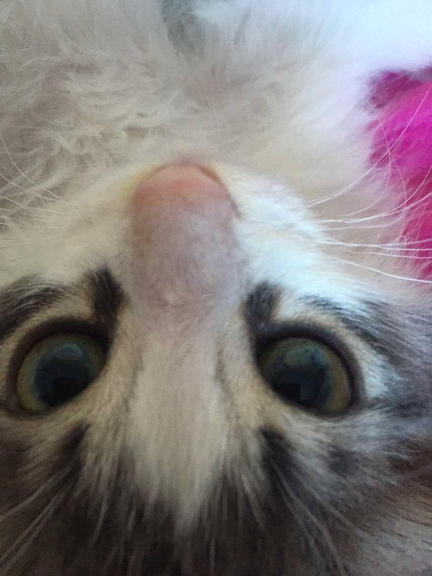 Rubee participe au concours pour gagner de l'argent avec cette photo : art, carnivore, cat, claw, domestic_short_haired_cat, eyelash, fawn, feather, felidae, fur, head, iris, macro_photography, paw, small_to_medium_sized_cats, snout, tail, terrestrial_animal, whiskers, wildlife