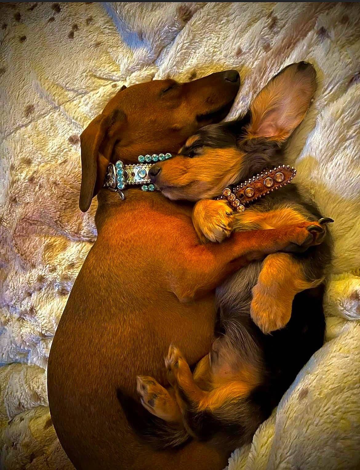 Daisy And Luther is registered to the contest to win money with this photo: art, carnivore, drawing, fawn, fur, gesture, hat, illustration, metal, mythology, organism, painting, rock, still_life, still_life_photography, visual_arts, wood