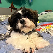 Copper joined the competition — help win amazing prizes! dog, puppy, bed, blanket, indoor, pet, fur, cute, black_and_white, small_dog, canine, animal, resting, cozy, collar, portrait, paw, head_tilt, bedroom, soft