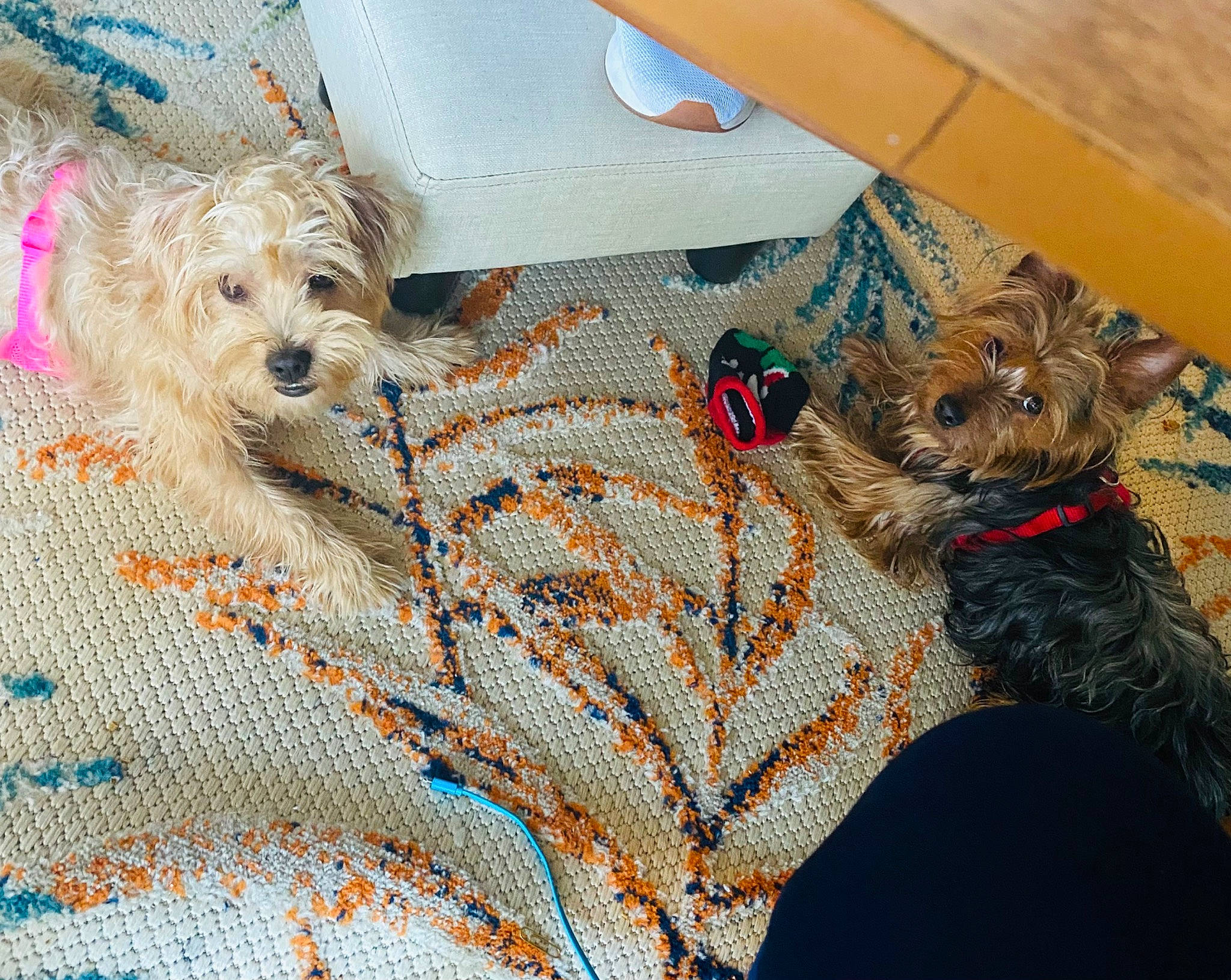 Abbie joined the competition — help win amazing prizes! art, canidae, carnivore, companion_dog, craft, creative_arts, dog, dog_breed, dog_supply, fashion_accessory, fawn, fur, linens, pattern, small_terrier, sporting_group, terrier, textile, toy_dog, wood