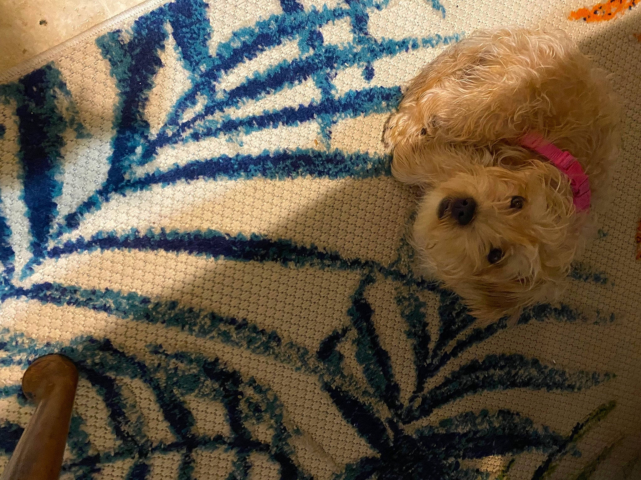 Abbie joined the competition — help win amazing prizes! azure, denim, electric_blue, fawn, flooring, flower, fur, grey, human_leg, linens, outerwear, pattern, plant, sleeve, textile, tints_and_shades, vertebrate, wood, wool, woven_fabric