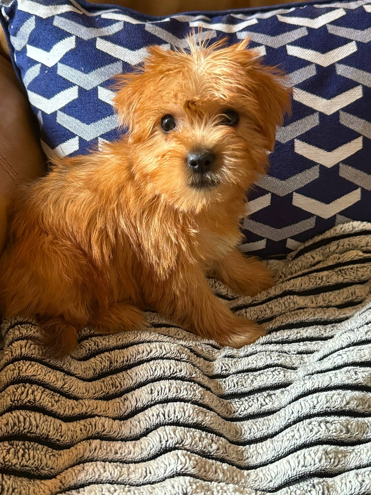 Abbie joined the competition — help win amazing prizes! biewer_terrier, canidae, carnivore, companion_dog, dog, dog_breed, dog_supply, fur, hardwood, liver, puppy, small_terrier, sporting_group, terrier, toy_dog, watch, water_dog, wood, working_animal, yorkipoo