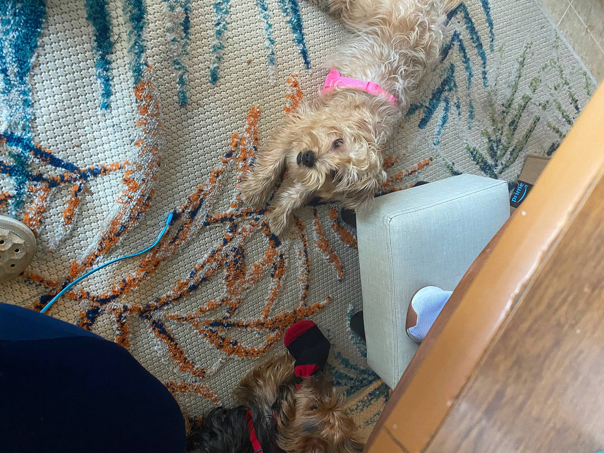 Abbie is registered to the contest to win money with this photo: art, canidae, carnivore, companion_dog, dog, dog_breed, dog_supply, fawn, fur, leash, linens, pattern, pet_supply, sporting_group, terrier, toy_dog, vehicle_door, visual_arts, wood, working_animal