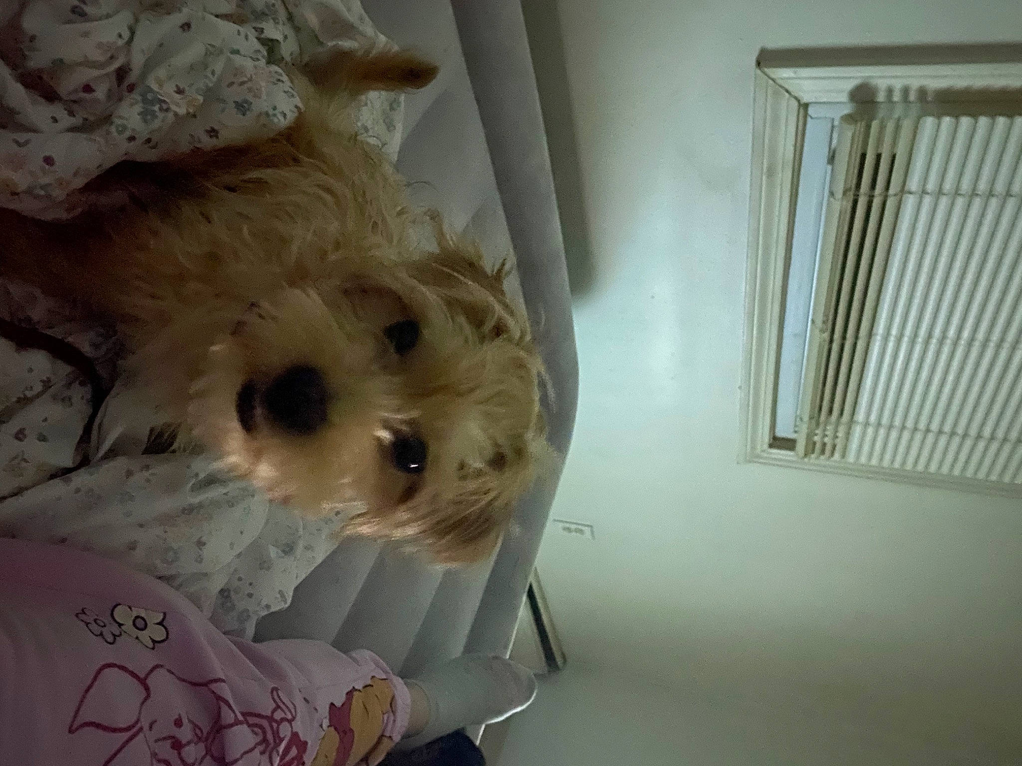 Abbie joined the competition — help win amazing prizes! canidae, carnivore, companion_dog, dog, dog_breed, fawn, felidae, fur, paper, room, small_terrier, stuffed_toy, terrier, toy, toy_dog, whiskers, wood, working_animal