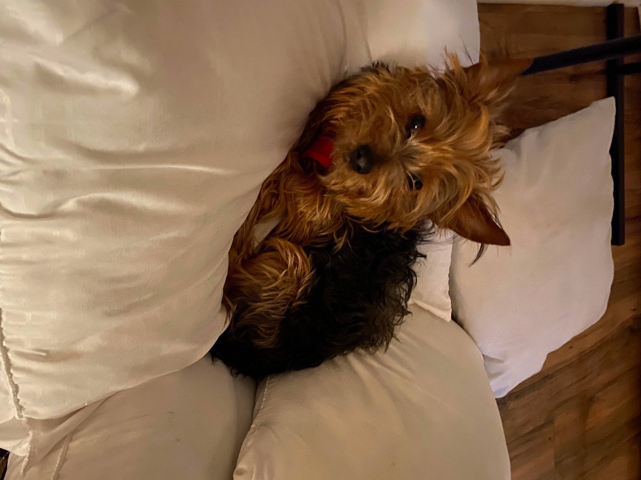 Babie joined the competition — help win amazing prizes! bed, canidae, carnivore, comfort, companion_dog, dog, dog_breed, dog_clothes, dog_supply, fawn, fur, linens, liver, pet_supply, sleeve, small_terrier, sporting_group, terrier, toy_dog, working_animal