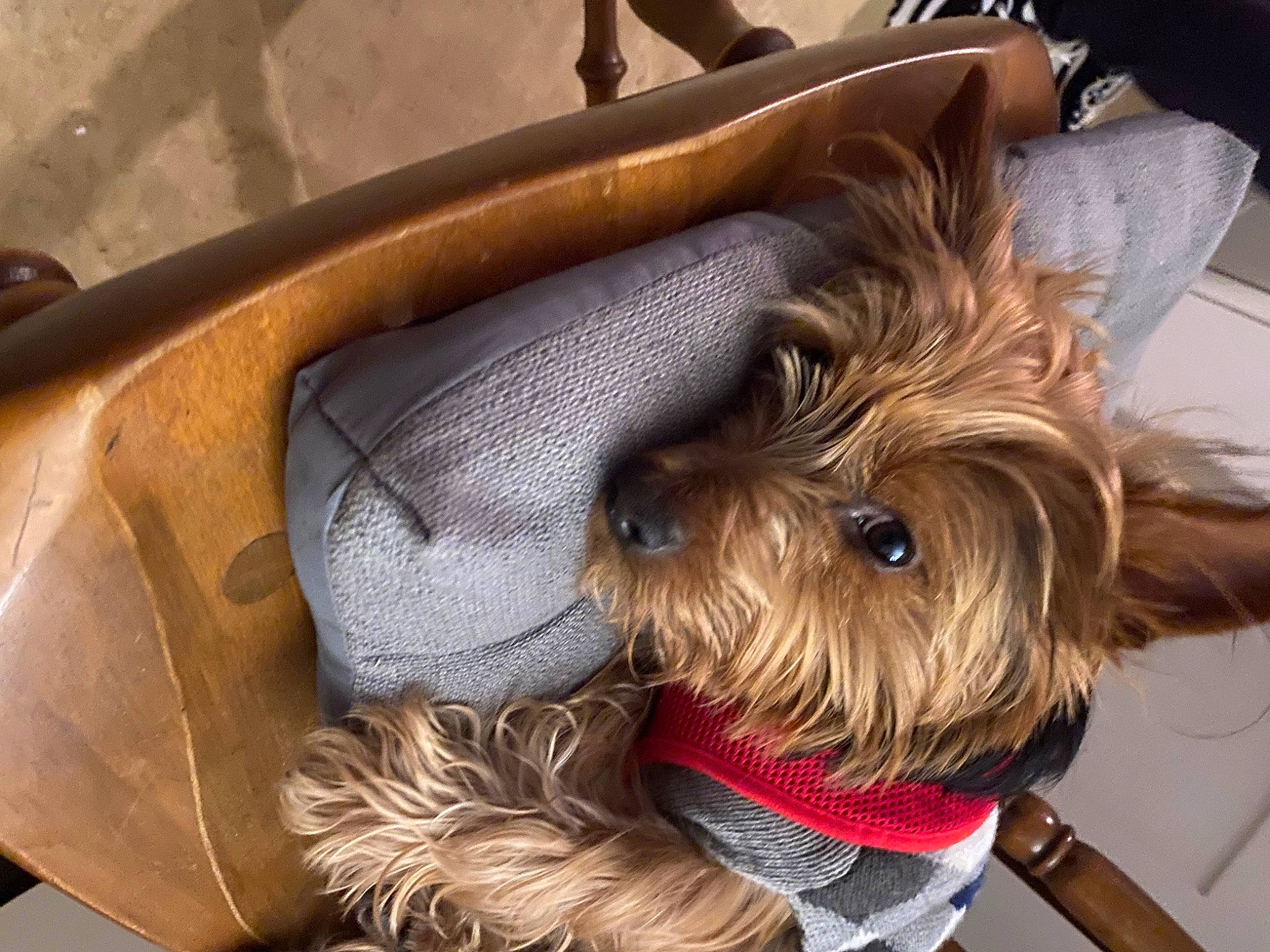 Babie joined the competition — help win amazing prizes! canidae, carnivore, collar, companion_dog, dog, dog_breed, dog_collar, dog_supply, fashion_accessory, fawn, fur, liver, metal, pet_supply, schnauzer, snout, sporting_group, terrier, toy_dog, working_animal