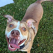 Tucker is registered to the contest to win money with this photo: dog, happy, smiling, tongue_out, outdoor, grass, pet, canine, brown, white_markings, collar, harness, playful, excited, ears_up, closeup, animal, friendly, cute, nature