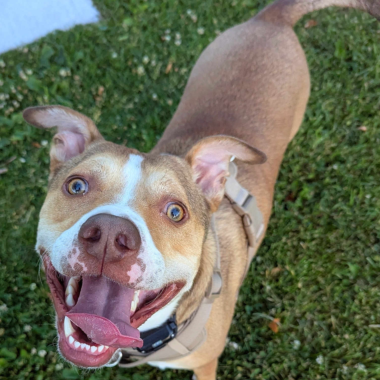 Tucker