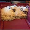 cats, persian_cats, fluffy, long_hair, fur, white_fur, cream_fur, animal, pets, sitting, lying_down, together, red_chair, theater_seats, indoor, portrait, closeup, looking_at_camera, cute, funny