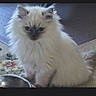 Callie is registered to the contest to win money with this photo: cat, kitten, fluffy, white_fur, longhaired, blue_eyes, sitting, portrait, pet, animal, whiskers, ears, face, fur, food_bowl, indoor, carpet, rug, home, cute
