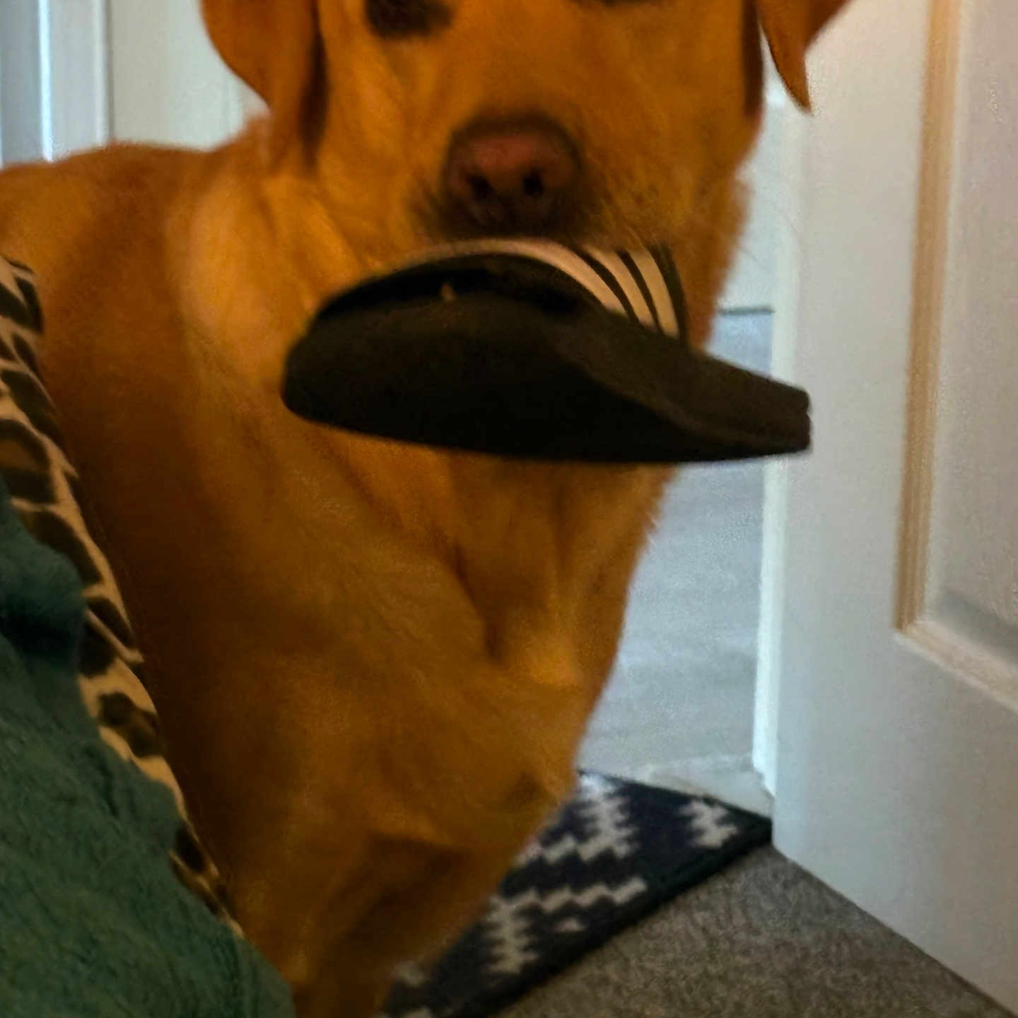 Simba Jago joined the competition — help win amazing prizes! accessories, animal, canine, collar, couch, cushion, cutlery, dog, door, fork, formalwear, furniture, goldenretriever, homedecor, hound, indoors, labradorretriever, pet, puppy, tie