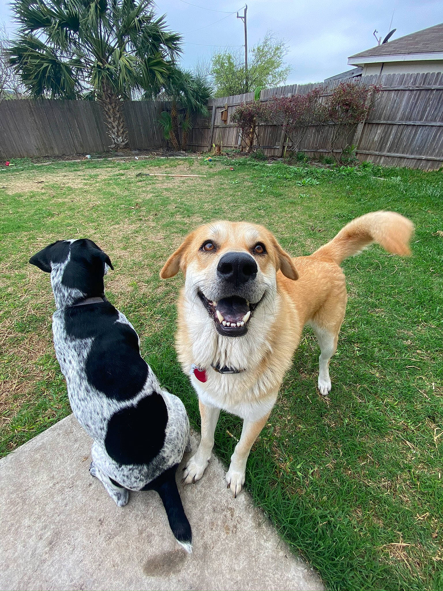 Luna Marie is registered to the contest to win money with this photo: canidae, carnivore, companion_dog, danish_swedish_farmdog, dog, dog_breed, fawn, labrador_retriever, mammal, rare_breed_dog, sporting_group, tail, vertebrate, working_dog