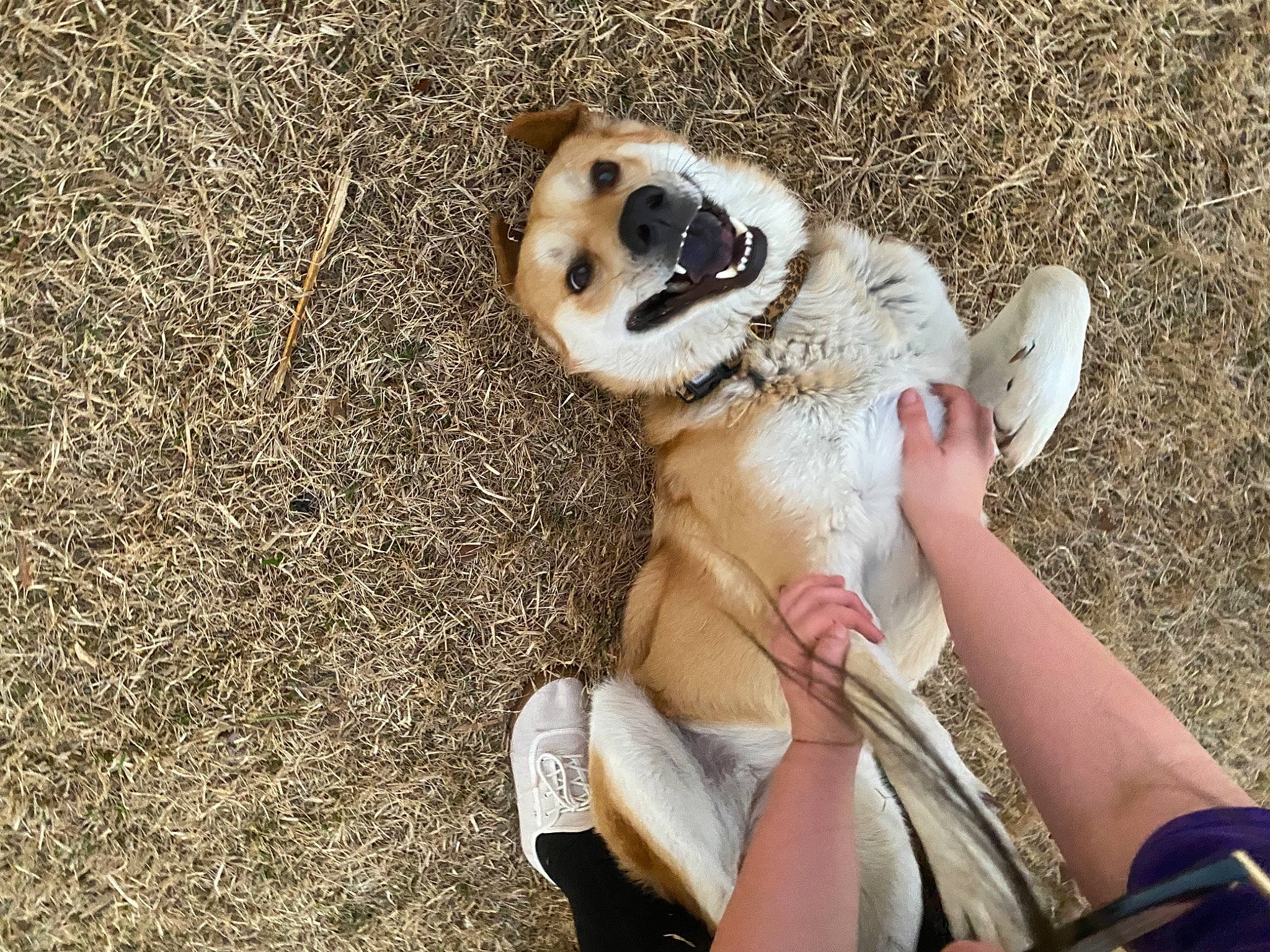 Luna Marie joined the competition — help win amazing prizes! canidae, carnivore, companion_dog, dog, dog_breed, fawn, paw, puppy, puppy_love, snout