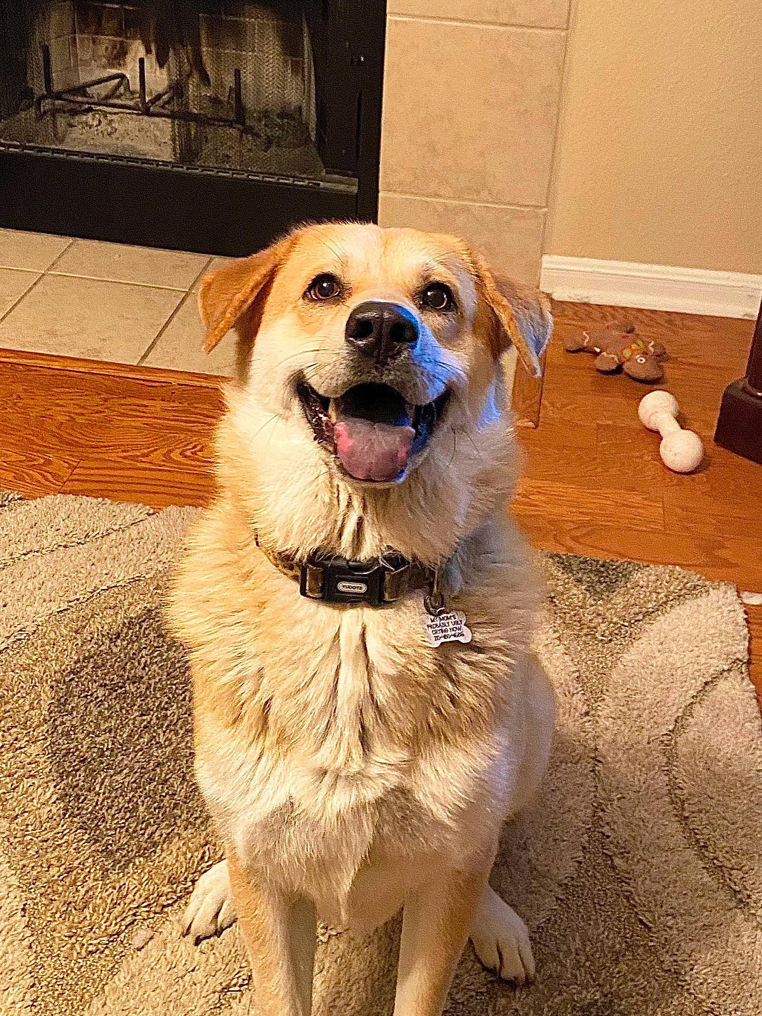 Luna Marie joined the competition — help win amazing prizes! ancient_dog_breeds, canidae, carnivore, companion_dog, dog, dog_breed, fawn, golden_retriever, mammal, rare_breed_dog, snout, sporting_group, vertebrate, working_dog
