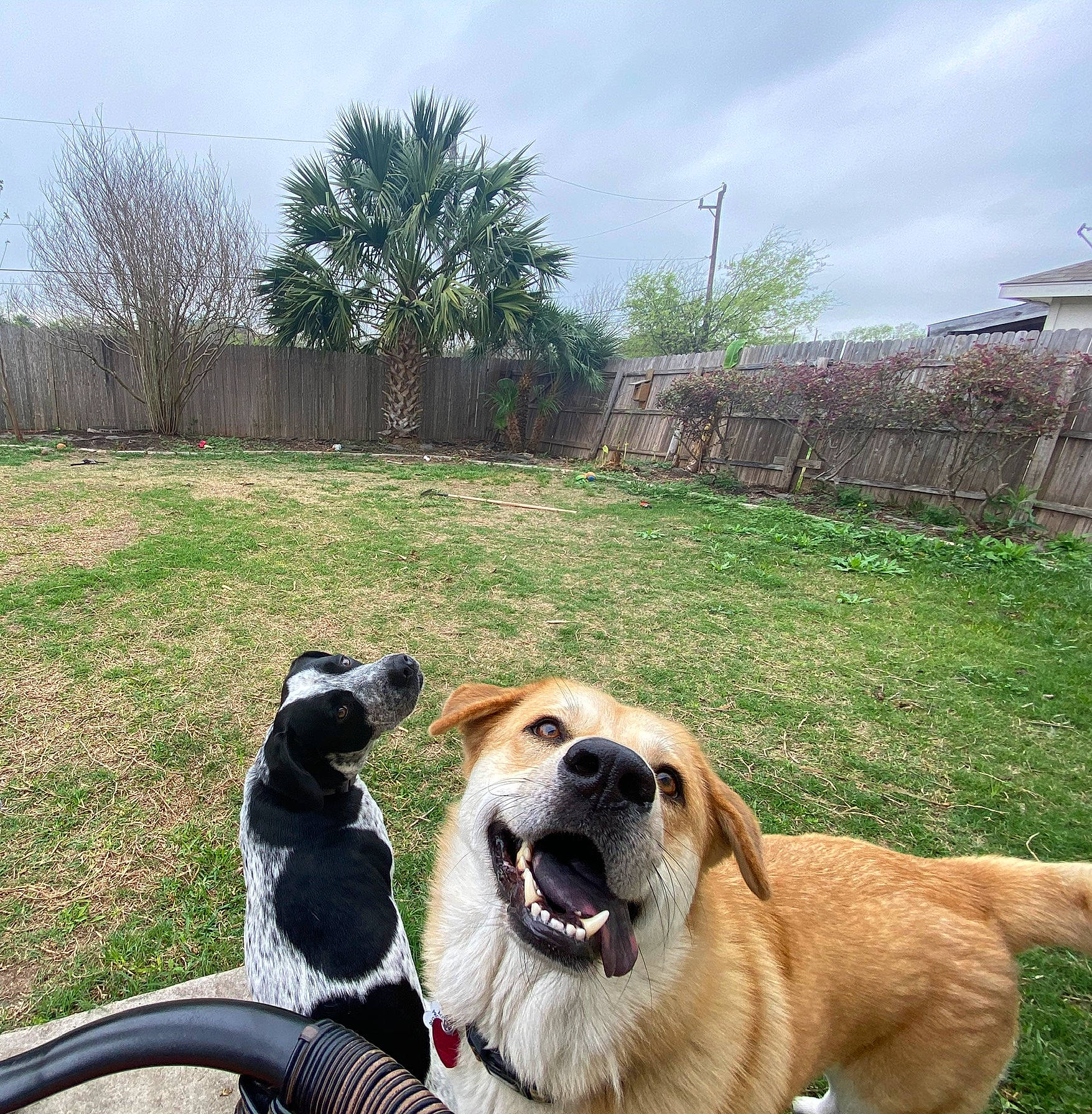 Luna Marie is registered to the contest to win money with this photo: canidae, carnivore, central_asian_shepherd_dog, companion_dog, dog, dog_breed, dog_walking, golden_retriever, grass, mammal, mountain, nose, photography, plant, sky, snout, sporting_group, tree, vehicle, vertebrate