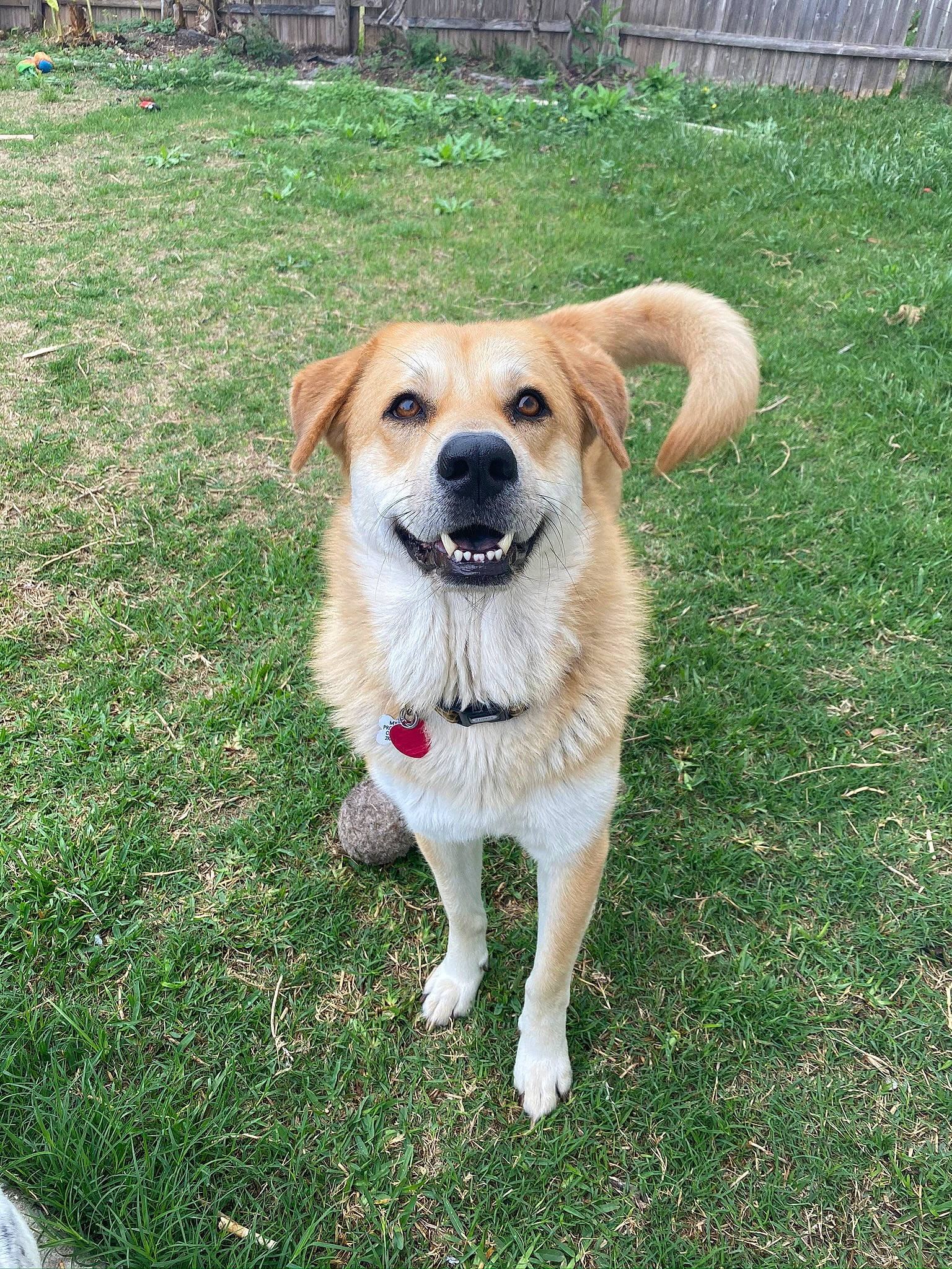 Luna Marie is registered to the contest to win money with this photo: canidae, carnivore, companion_dog, dog, dog_breed, fawn, grass, mammal, plant, rare_breed_dog, snout, sporting_group, vertebrate