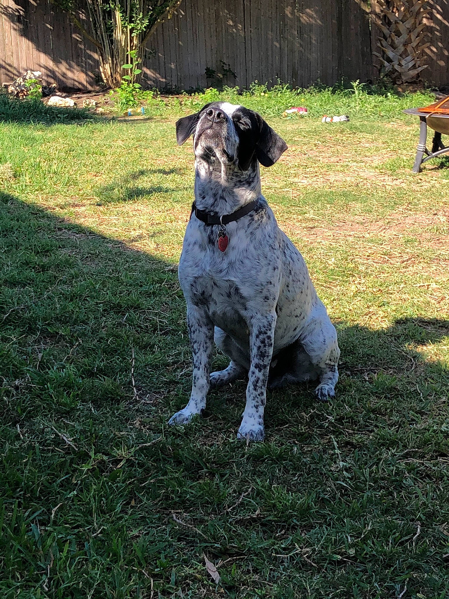 Lewis is registered to the contest to win money with this photo: braque_dauvergne, braque_du_bourbonnais, canidae, carnivore, dog, dog_breed, german_shorthaired_pointer, hunting_dog, louisiana_catahoula_leopard_dog, mammal, old_danish_pointer, pointer, pointing_breed, sporting_group, vertebrate