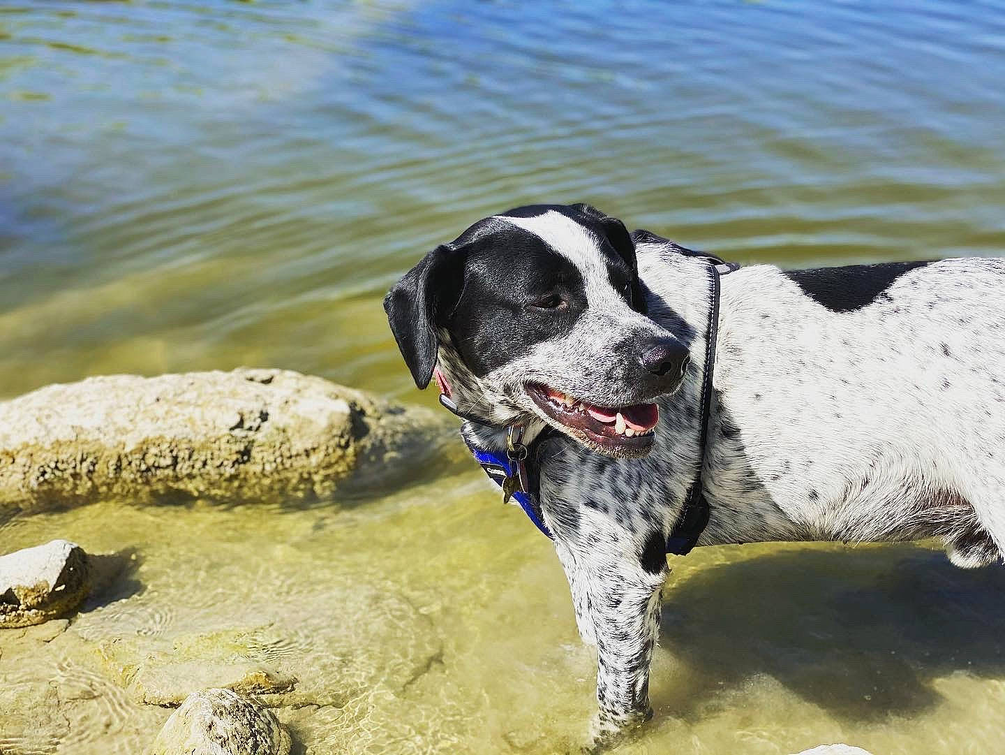 Lewis is registered to the contest to win money with this photo: braque_dauvergne, canidae, carnivore, dog, dog_breed, german_shorthaired_pointer, hunting_dog, mammal, old_danish_pointer, pointer, pointing_breed, rare_breed_dog, snout, sporting_group, stabyhoun, vertebrate, water