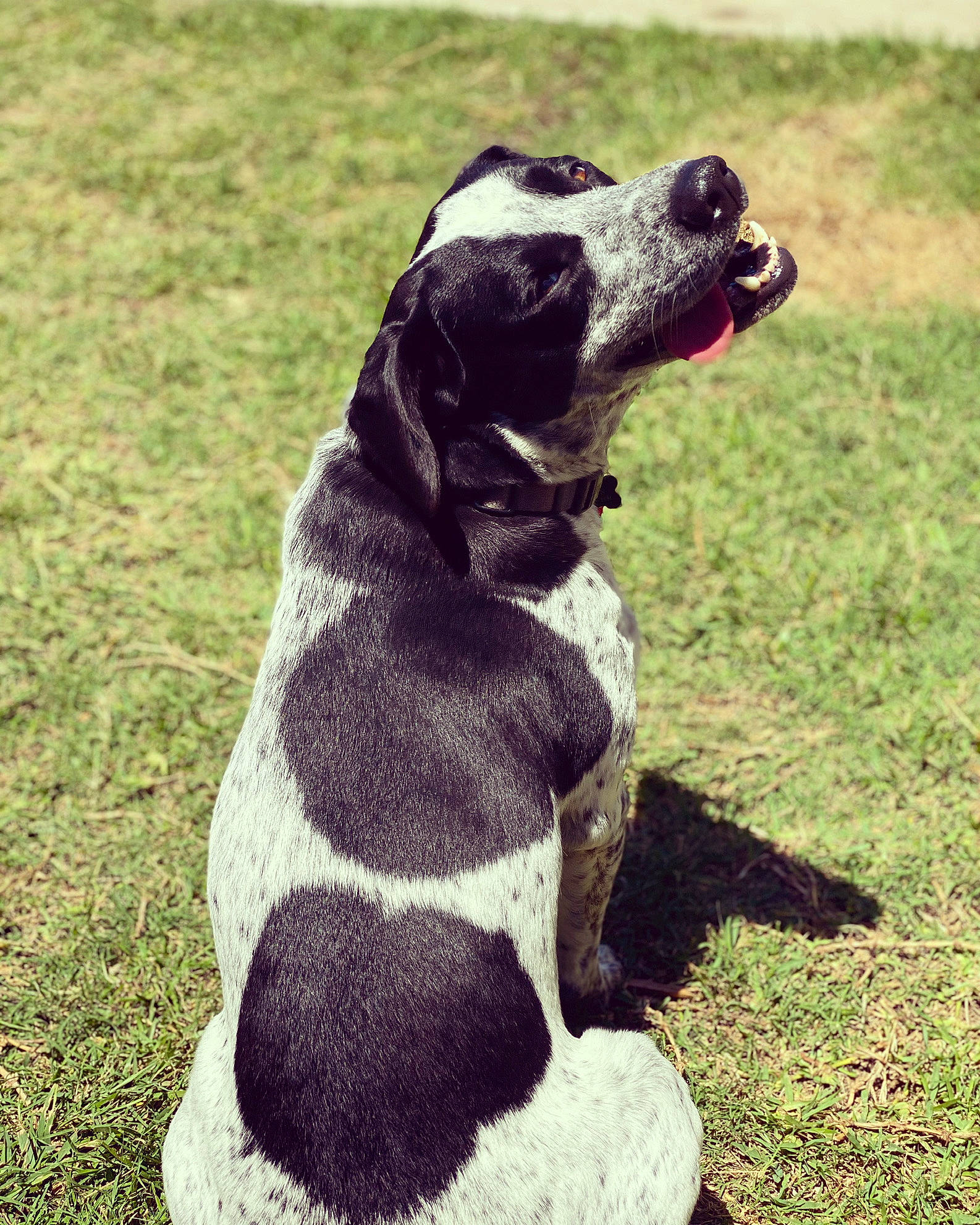 Lewis is registered to the contest to win money with this photo: canidae, carnivore, dog, dog_breed, german_shorthaired_pointer, grass, hunting_dog, pointer, pointing_breed, puppy, snout, sporting_group, tail
