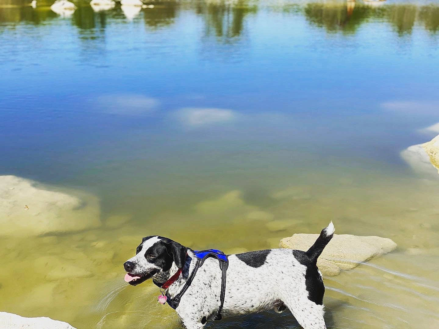Lewis joined the competition — help win amazing prizes! braque_dauvergne, canidae, carnivore, dalmatian, dog, dog_breed, dog_collar, english_springer_spaniel, hunting_dog, landseer, leash, mammal, non_sporting_group, old_danish_pointer, pointer, sporting_group, stabyhoun, vertebrate, water, water_resources