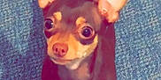 Chloe is registered to the contest to win money with this photo: alert, animal, brown_dog, carpet, chihuahua, companion, cute, dog, domestic_animal, ears, eyes, fur, indoor, looking_up, mammal, paws, pet, small_dog, standing, tail