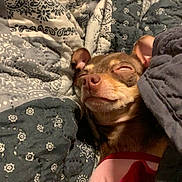 Chloe joined the competition — help win amazing prizes! blanket, brown_dog, clothing, comfort, cozy, cute, dog, domestic_animal, fur, indoors, nap, patterned_blanket, paw, pet, pink_outfit, relaxed, resting, sleeping, small_dog, snuggled