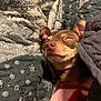 blanket, brown_dog, clothing, comfort, cozy, cute, dog, domestic_animal, fur, indoors, nap, patterned_blanket, paw, pet, pink_outfit, relaxed, resting, sleeping, small_dog, snuggled