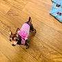 Chloe is registered to the contest to win money with this photo: animal, blue_quilt, canine, chair_wheel, companion, curious, cute, dog, domestic_animal, flooring, indoor, looking_up, pet, pink_shirt, puppy, quilt, small_dog, tiny, wooden_floor, young_dog