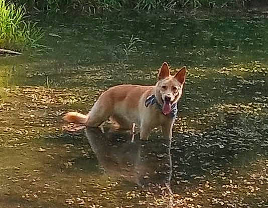 Novi joined the competition — help win amazing prizes! ancient_dog_breeds, canidae, carnivore, companion_dog, dog, dog_breed, fawn, hunting_dog, liquid, non_sporting_group, plant, sporting_group, tail, terrestrial_animal, water, wildlife, working_animal, working_dog