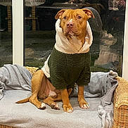 Naâman a rejoint le concours — aidez-le/la à gagner de superbes lots ! alert, blanket, brown_dog, cozy, dog, ears, evening, fur, home, hoodie, indoor, nose, paws, pet, portrait, reflection, sherpa, sitting, wicker_sofa, window