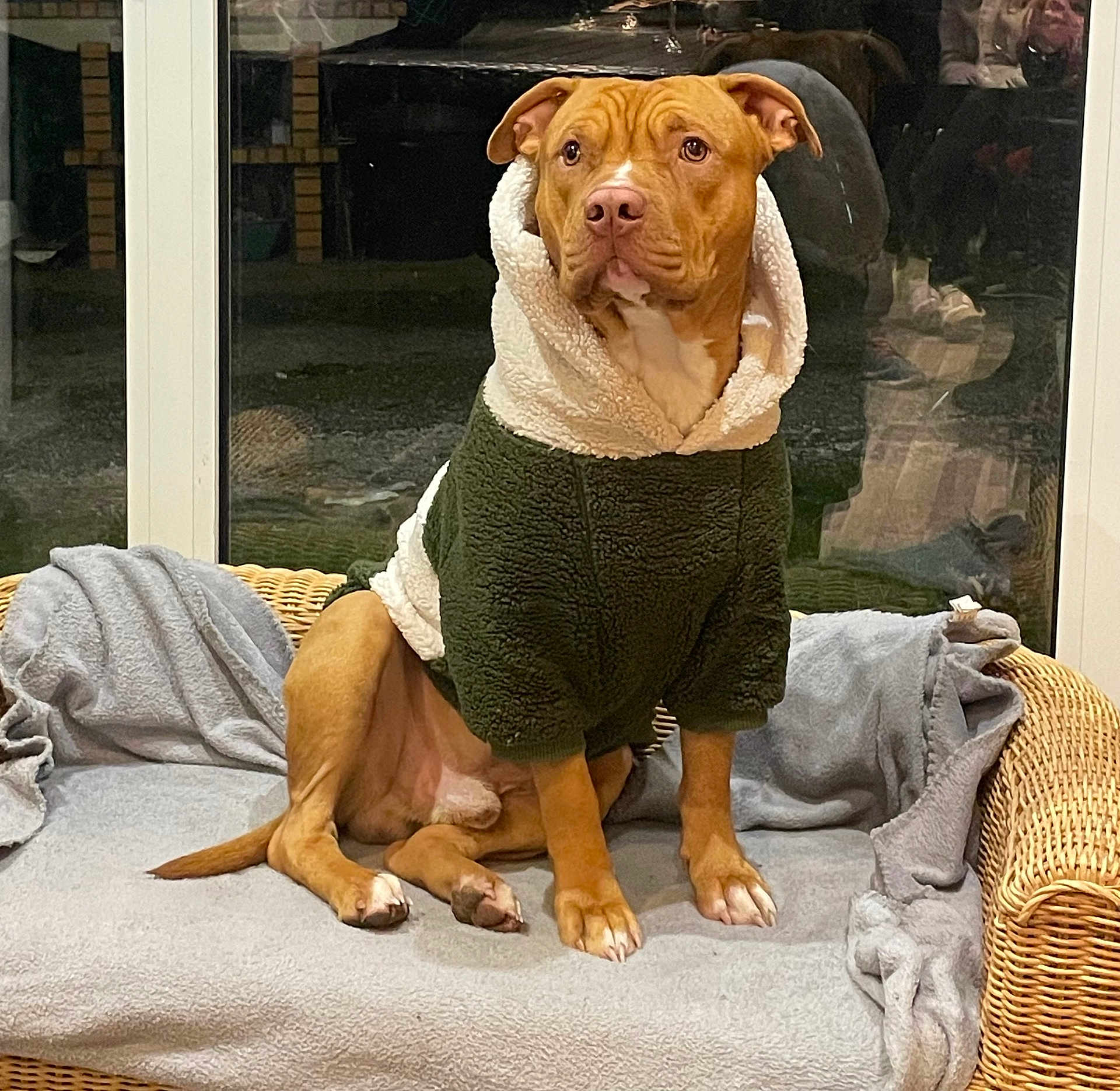 Naâman a rejoint le concours — aidez-le/la à gagner de superbes lots ! alert, blanket, brown_dog, cozy, dog, ears, evening, fur, home, hoodie, indoor, nose, paws, pet, portrait, reflection, sherpa, sitting, wicker_sofa, window