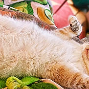Simo is registered to the contest to win money with this photo: cat, fluffy, sleeping, relaxed, paw, blanket, cozy, indoor, feline, cute, fur, resting, closeup, pink_paw_pads, animal, pet, soft, comfort, domestic, napping