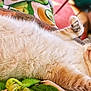 cat, fluffy, sleeping, relaxed, paw, blanket, cozy, indoor, feline, cute, fur, resting, closeup, pink_paw_pads, animal, pet, soft, comfort, domestic, napping