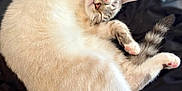 Simo joined the competition — help win amazing prizes! cat, sleeping, fluffy, paw, cute, cozy, resting, pink_paw_pads, fur, domestic_cat, relaxed, indoor, pet, animal, whiskers, tail, curled_up, nap, soft, bed