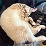 cat, sleeping, fluffy, paw, cute, cozy, resting, pink_paw_pads, fur, domestic_cat, relaxed, indoor, pet, animal, whiskers, tail, curled_up, nap, soft, bed