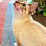 Simo is registered to the contest to win money with this photo: cat, curious, blue_eyes, fur, whiskers, ears, carpet, striped_carpet, indoor, pet, animal, looking_up, domestic_cat, feline, soft_fur, close_up, home, cute, playful, young_cat