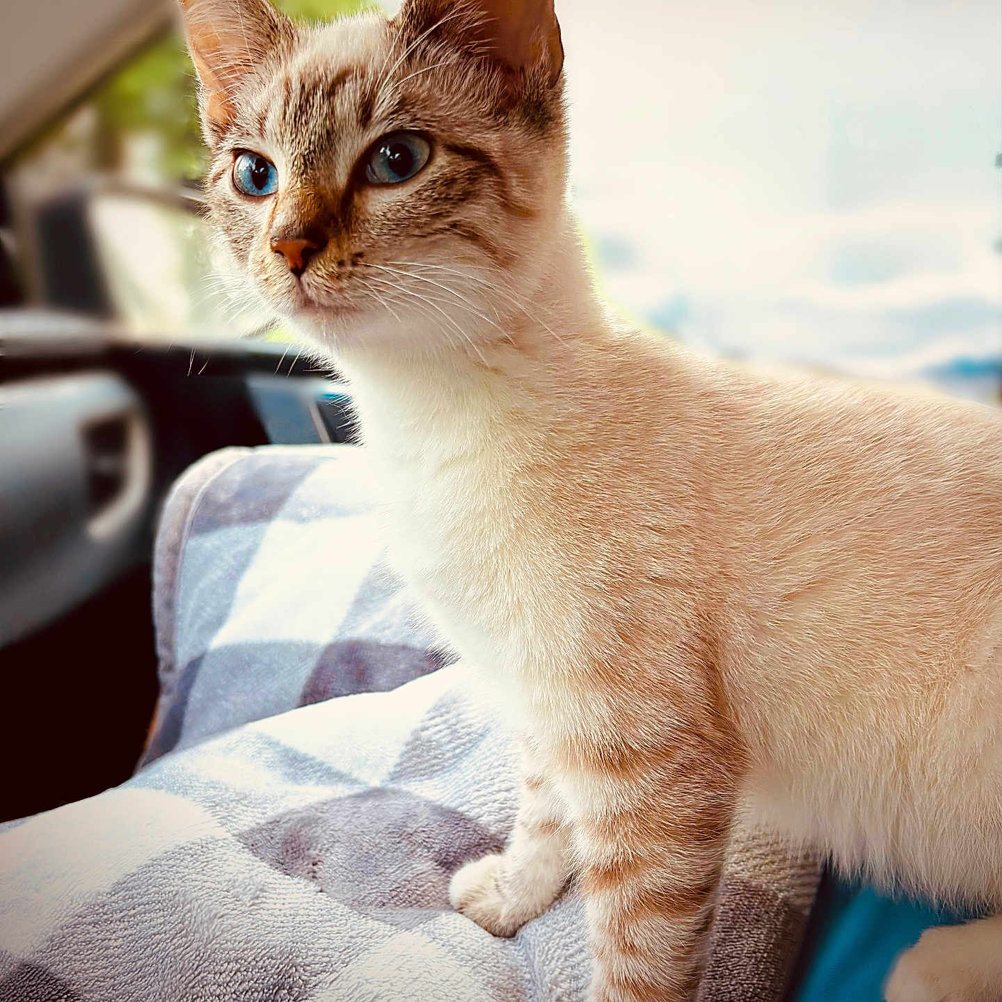 Simo is registered to the contest to win money with this photo: alert, animal_portrait, blanket, blue_eyes, car_interior, cat, checkered_pattern, close_up, curious, cute, domestic_animal, domestic_pet, feline, fur, indoor, natural_light, pet, soft_texture, whiskers, window