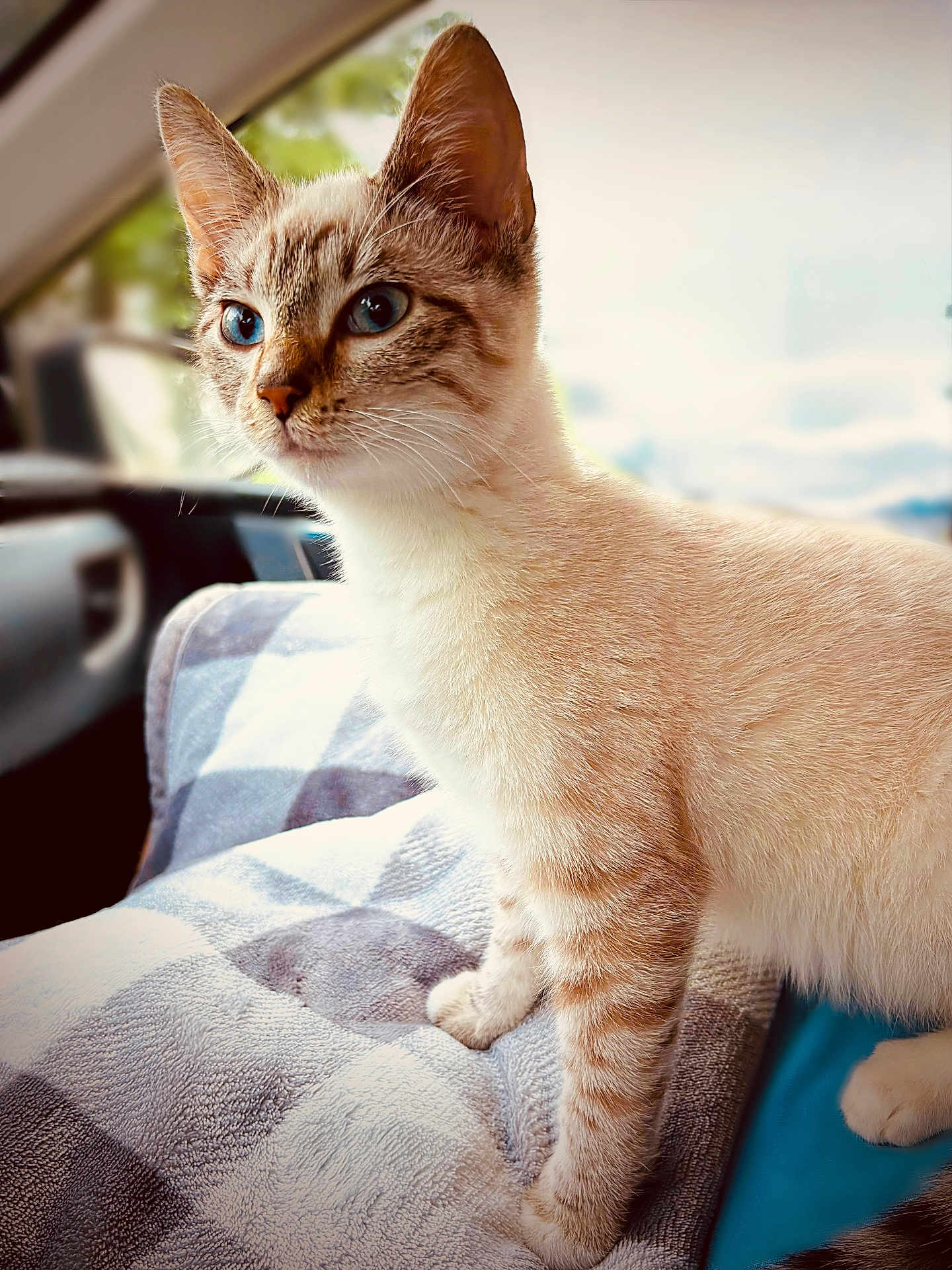 Simo is registered to the contest to win money with this photo: cat, blue_eyes, feline, pet, domestic_animal, fur, whiskers, alert, blanket, checkered_pattern, car_interior, window, natural_light, close_up, animal_portrait, soft_texture, indoor, domestic_pet, cute, curious