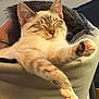 Simo is registered to the contest to win money with this photo: cat, sleeping, paw, feline, relaxation, cute, indoor, pet, animal, fur, whiskers, closeup, face, resting, cozy, human, glasses, chair, soft, content