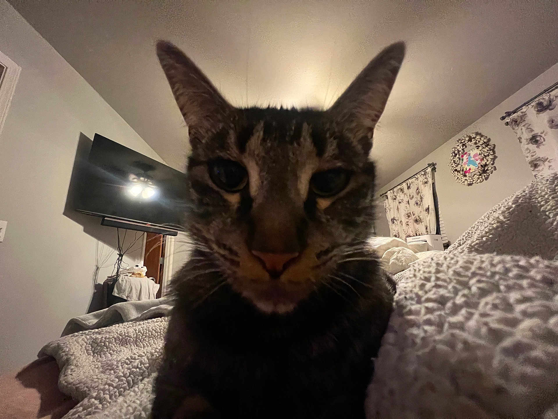 Lurch joined the competition — help win amazing prizes! cat, tabby, close_up, indoor, bed, blanket, cozy, ears, feline, pet, curious, living_room, television, curtains, wall_art, soft_lighting, texture, animal, domestic, home