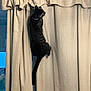 Lurch is registered to the contest to win money with this photo: cat, tabby_cat, climbing, curtains, indoor, window, beige, fabric, pet, animal, feline, curious, clawing, tail, collar, home, light, shadow, vertical, texture