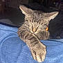 cat, tabby, kitten, sleeping, paw, fur, pet, animal, resting, blue_fabric, indoor, close_up, cute, whiskers, ears, collar, domestic_cat, feline, soft, cozy