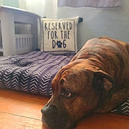 Gus joined the competition — help win amazing prizes! dog, pet, bed, pillow, floor, wooden_floor, resting, indoor, cozy, brown_dog, animal, relaxed, fur, looking, home, patterned_bed, quiet, calm, side_view, paw_print